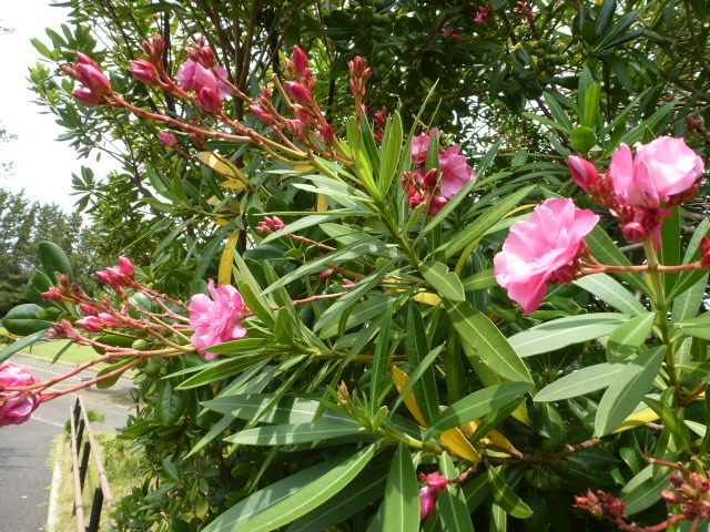 夾竹桃 ３種類 隠れ蓑 カクレミノ ュリ カサブランカ 写真あり 私の好きな花 楽天ブログ