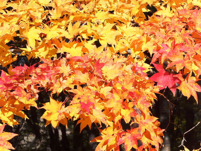 紅葉 031.JPG