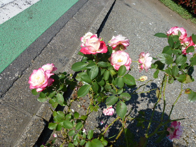 208 バラ