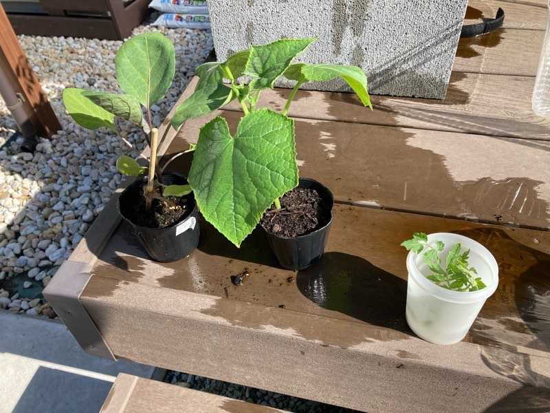 キュウリとナスの鉢増し ちょびの一坪菜園 楽天ブログ