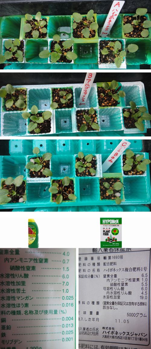 ビオラの施肥テスト