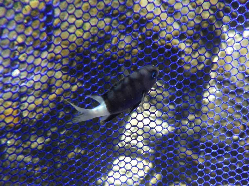 串本磯採集2023年8月上旬39　シコクスズメダイ（Pycnochromis margaritifer）