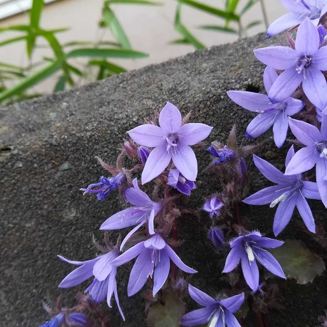 カンパニュラ アルペンブルーの花 びいとるのブログ 楽天ブログ