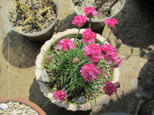 アルメリアがいっぱい