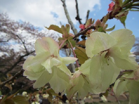 黄桜３.jpg