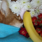 ラムありがとう！
