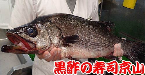 江東区 北砂 天然地魚の寿司