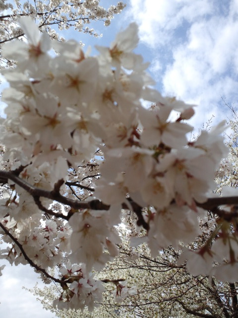 みなとみらい桜13