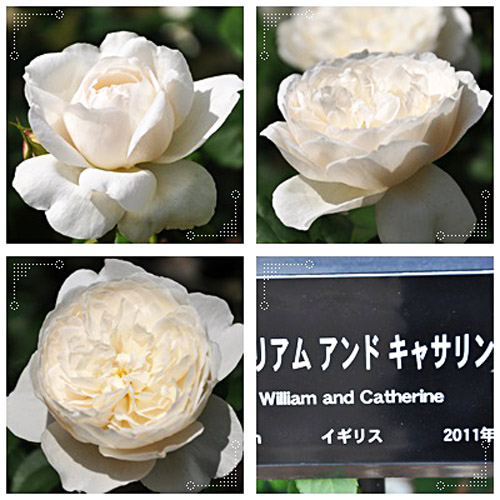 薔薇６