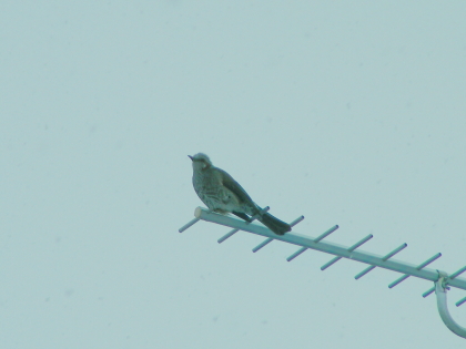 2017-03-10hiyo3 (1).JPG