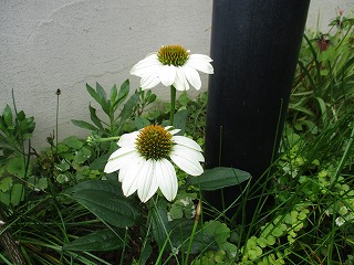 IMG_6168ss.jpg
