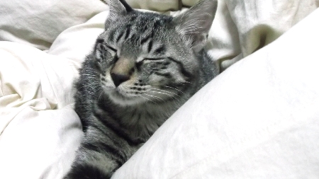すずひめ