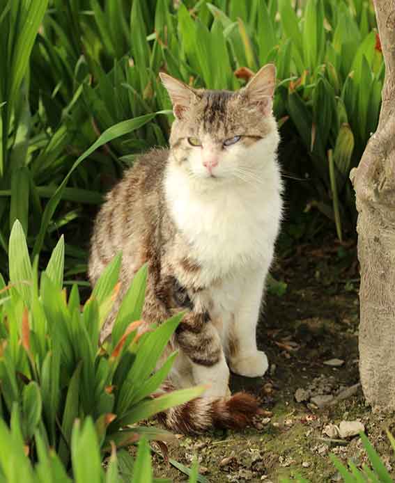 我が家のニャンコ♪2016/4/12-2