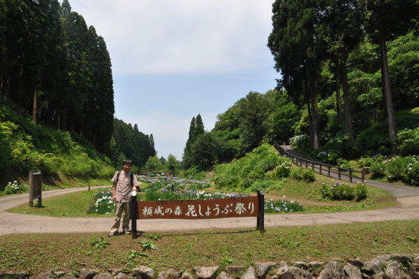 菖蒲・紫陽花