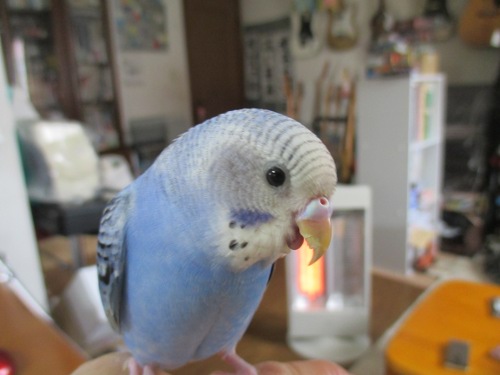 ひーちゃん