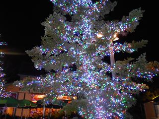 DSCN8666_R.JPG