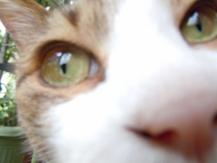 DSCN8073 (750x563).jpg