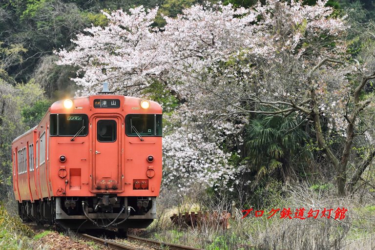 津山線、桜のたらこ気動車