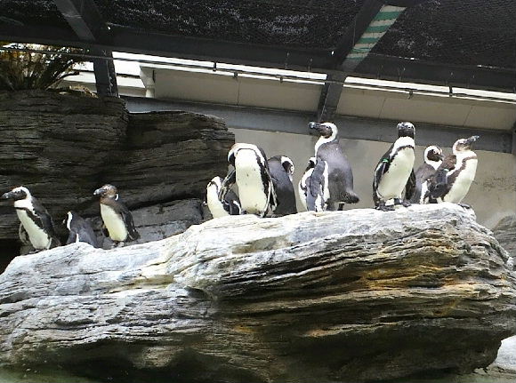 ペンギン集団.JPG