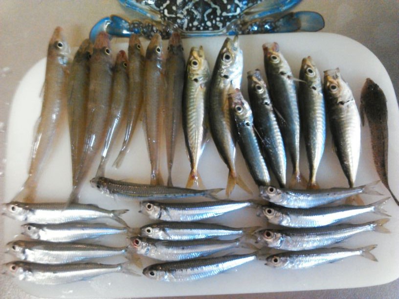 りんくう-20130929-1