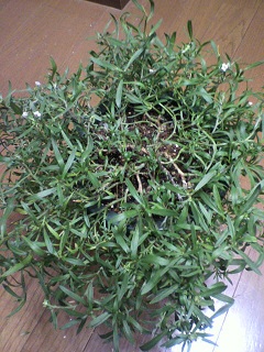 2013011521090000.jpg