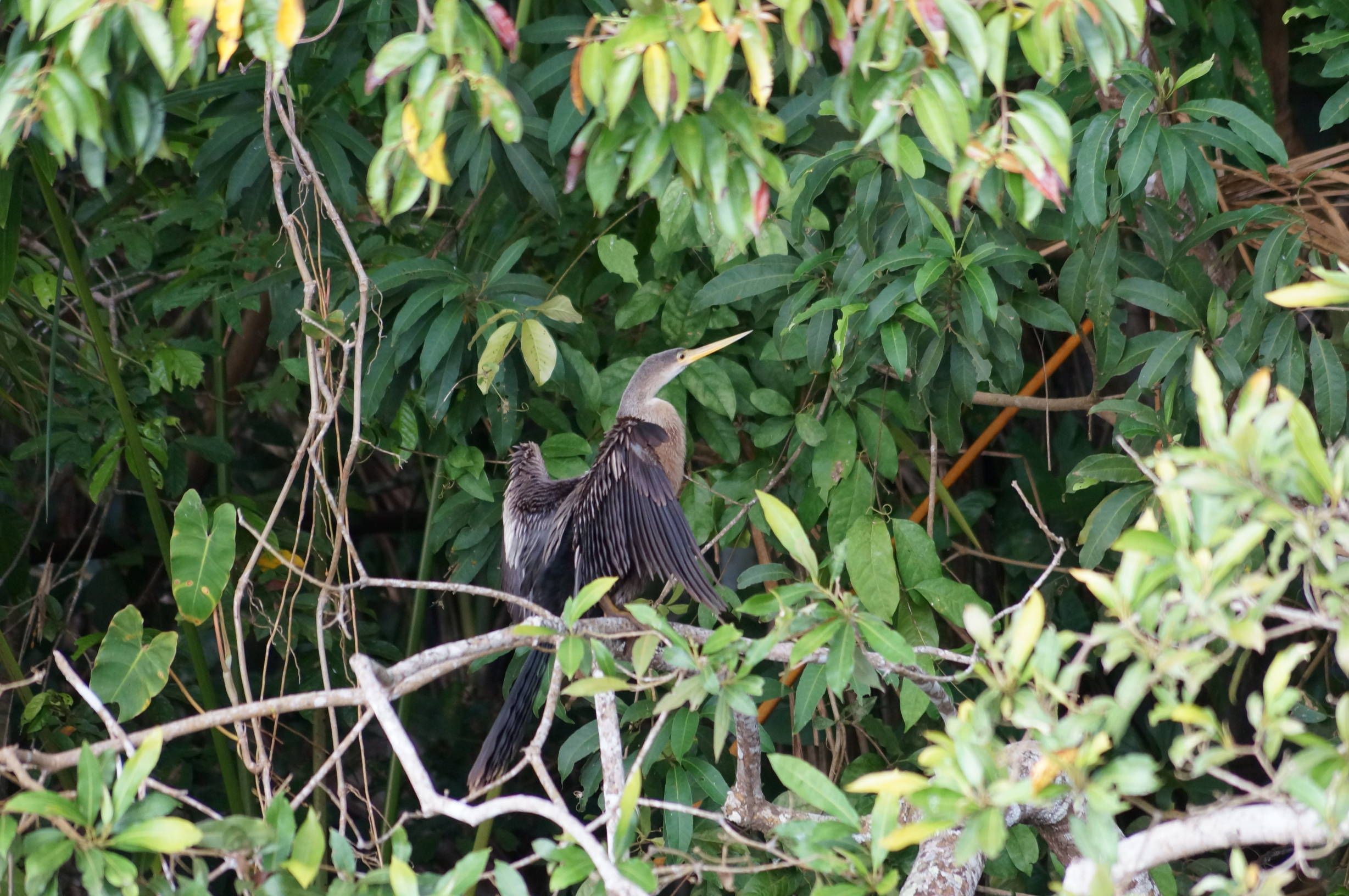 ペルー旅行記 アマゾン ジャングルツアーでサンドバル湖へ行軍して野鳥を見る ゴンタくんの旅行記 世界は広いぞ 美味しいぞ 楽天ブログ