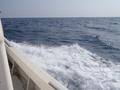 沖縄深海魚採集2013年4月7　海