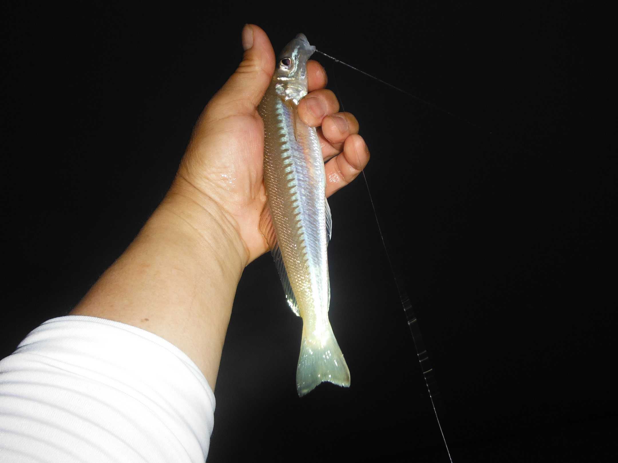 ７ ３ 川キスの夜釣りほか 釣りキチsankonの釣り日誌 楽天ブログ