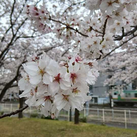 さくら