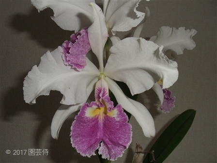 Cattleya warscewiczii coerulea 20170629