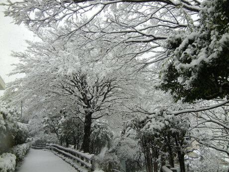 雪景色