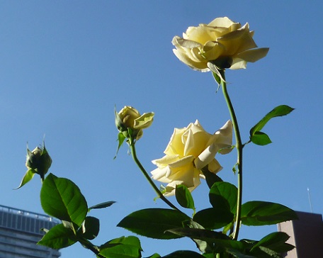 P1190948画像2.jpg