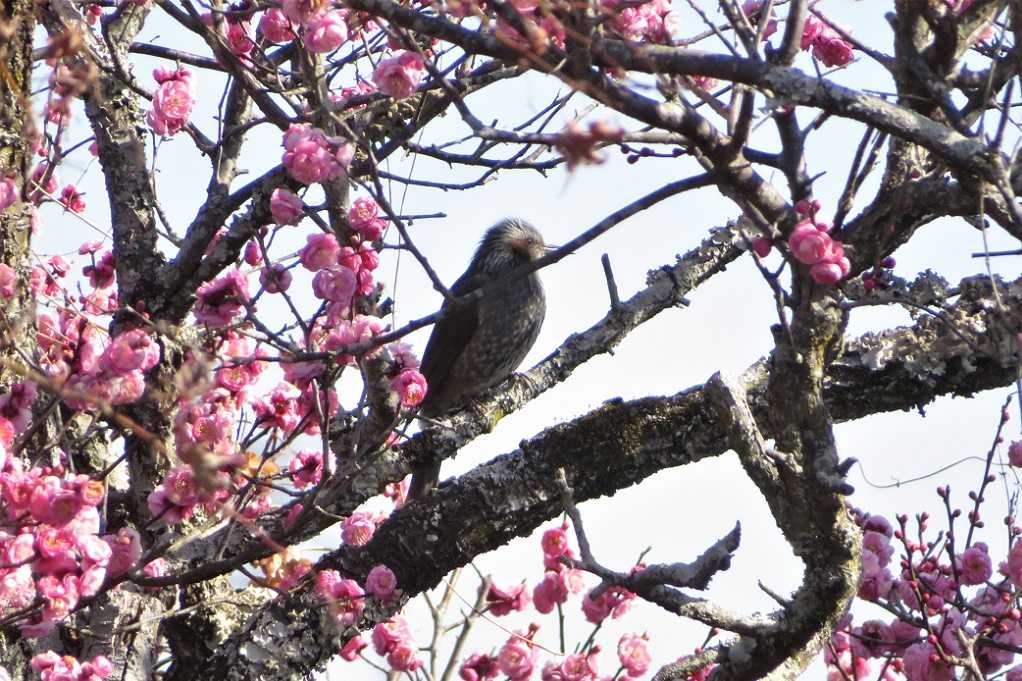 庭の鳥;紅梅メジロ、蜜柑メシロ、ヒヨドリ、エナガ。庭の花;黄色いバラ。 | 大分金太郎の花鳥蝶月 - 楽天ブログ