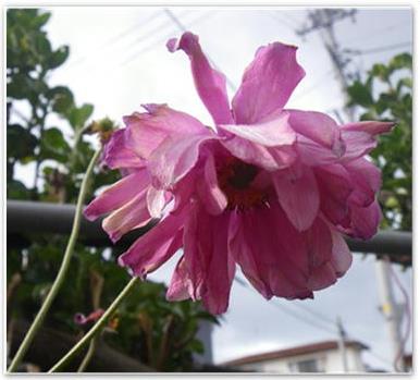 八重のピンクのシュウメイ菊