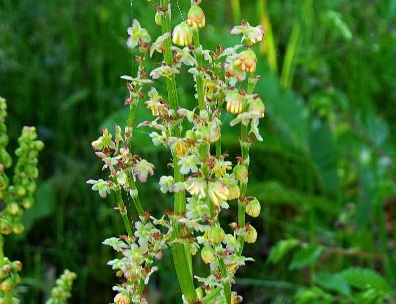 5月3日 今日の一花 その2 スイバ 酢葉 Gazengamaのブログ 散歩中に出合った花と趣味の陶芸作品 楽天ブログ