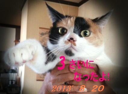 夏3才1.jpg