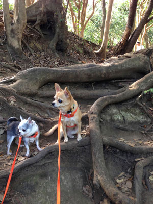 03ct