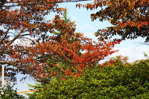 桜の紅葉　27.10.13-1_edited-1.jpg