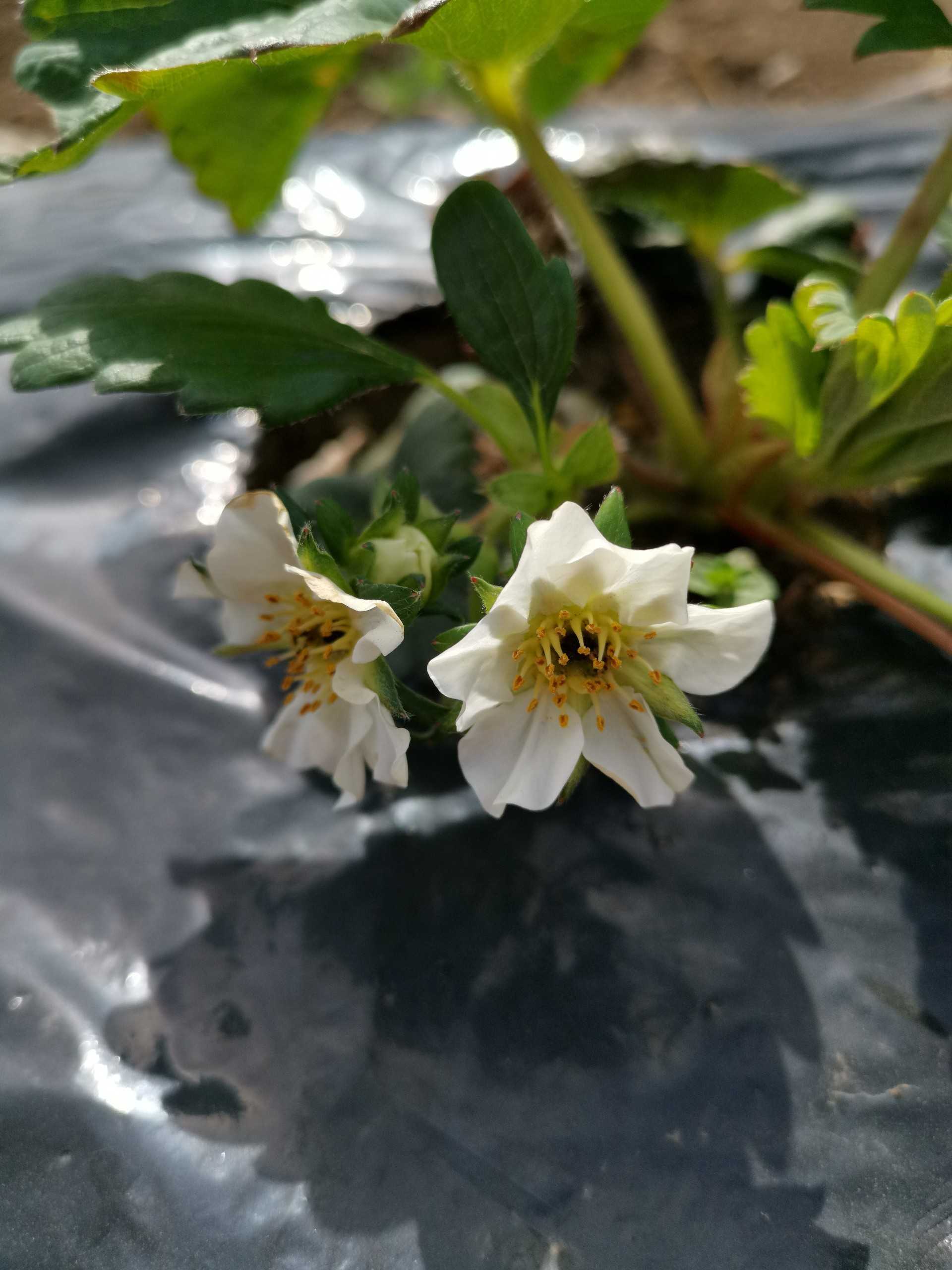 イチゴの花 色々 今日の空はあおい 楽天ブログ