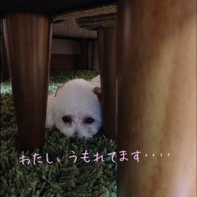 IMG_5288.png