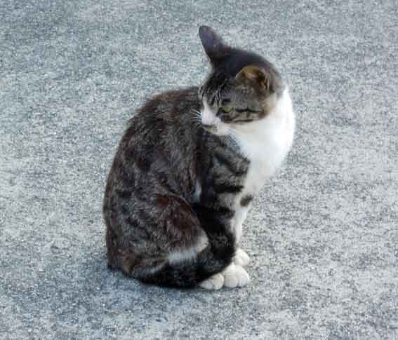 我が家のニャンコ♪2013/7/13-2