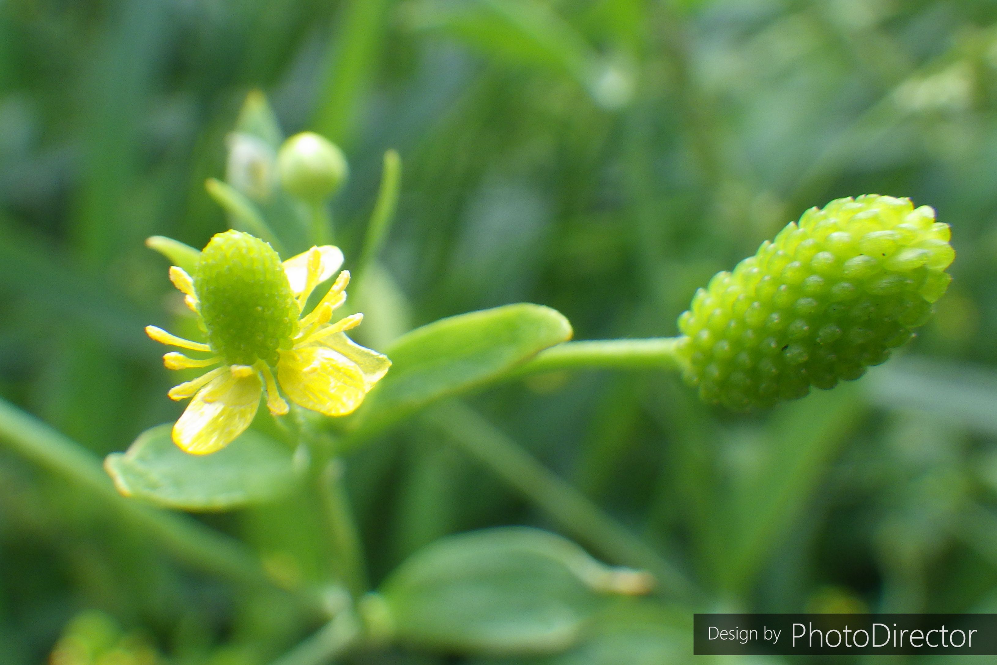 スクラップ ブック の 目次 ねこログ 楽天ブログ