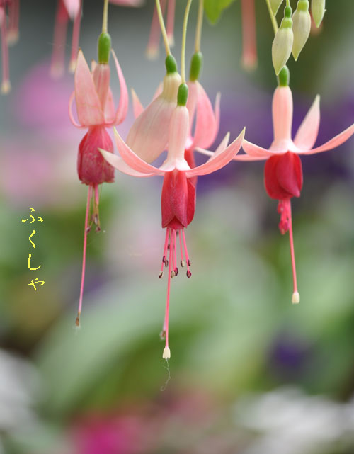 はな２