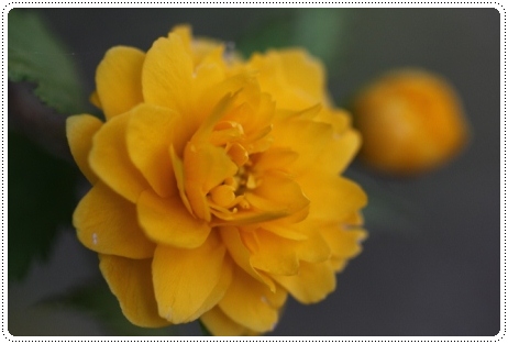 樹木公園-24 ヤエヤマブキ 13.4.28