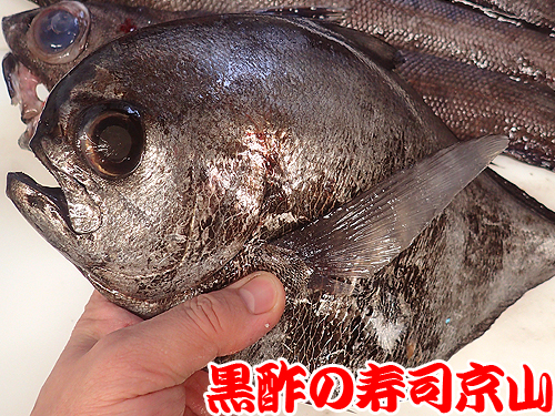 深海魚のお寿司もお届けします 宅配寿司 黒酢の寿司京山 楽天ブログ