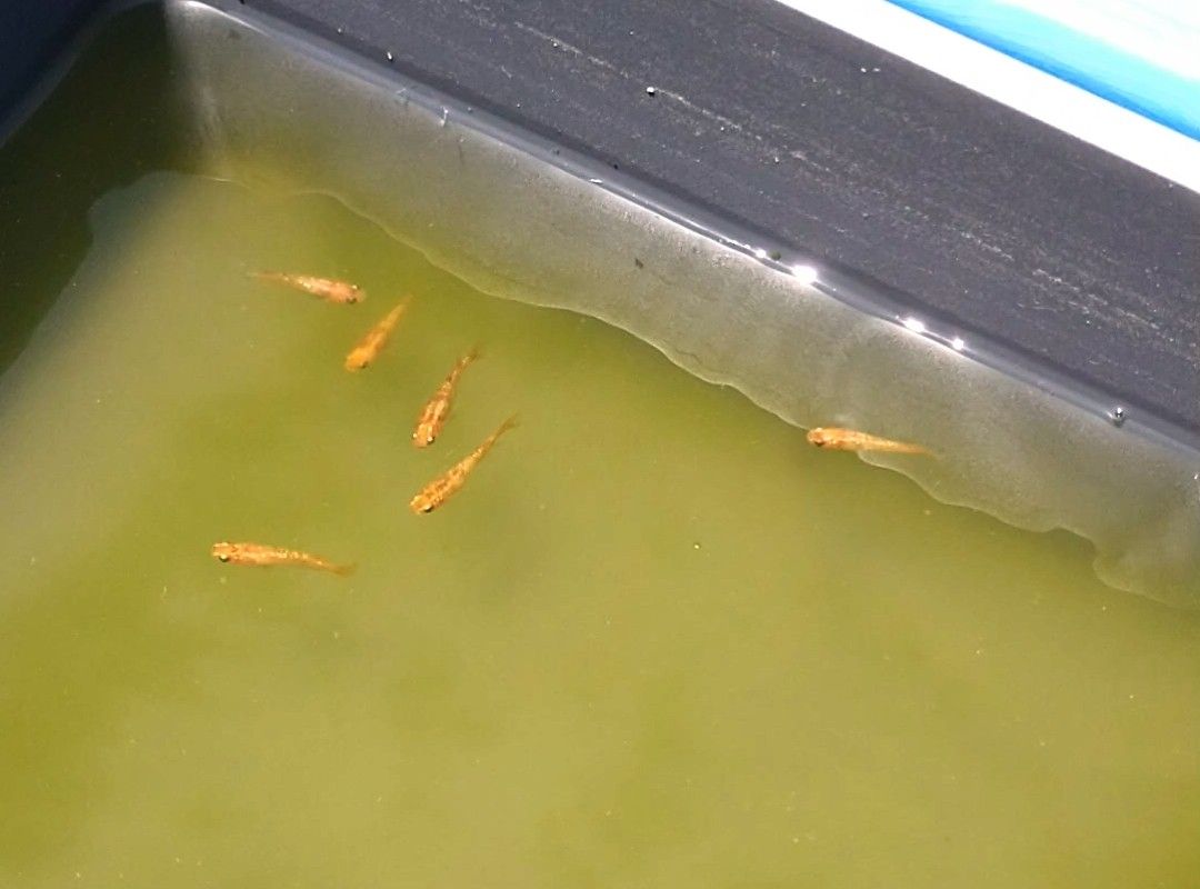 【めだかのビーンズ】小豆超新星　オス１メス２　NO.３ めだかのビーンズ小豆超新星 オス１メス２ NO.３