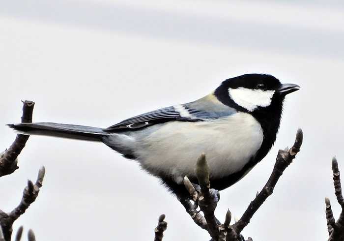 シジュウカラ31