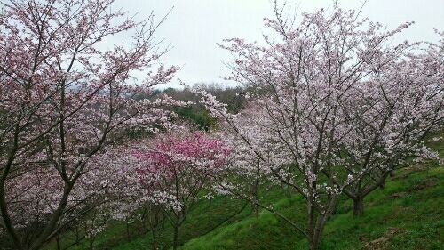 rblog-20170407145917-01.jpg