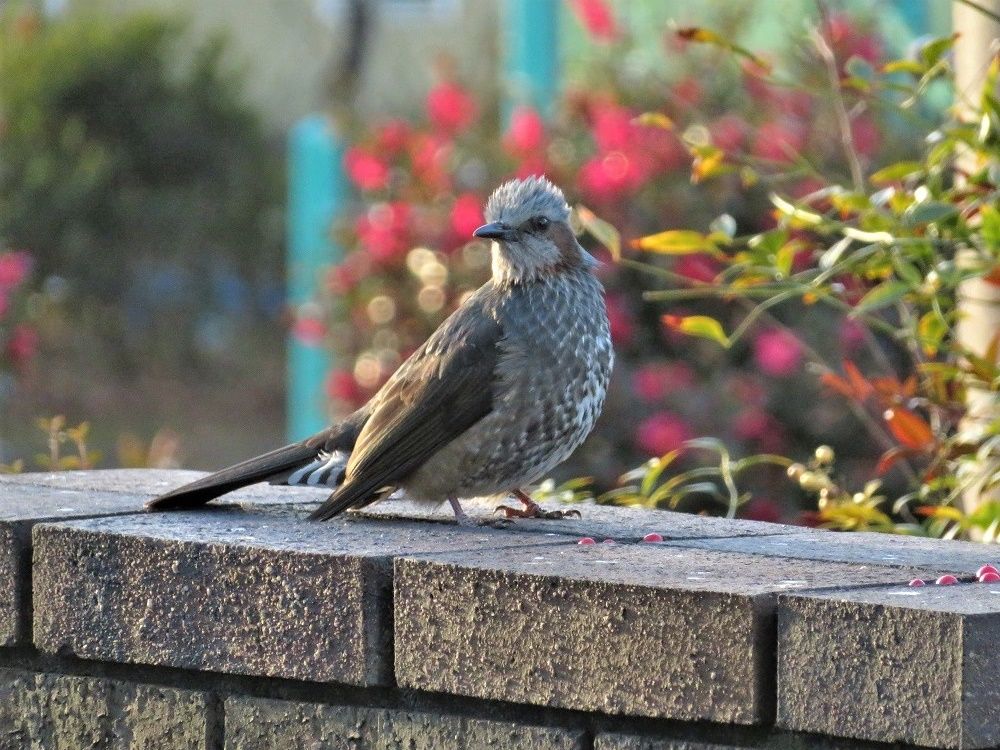 庭の鳥 垣根に挿したミカンを食べるヒヨドリ メジロ ジョウビタキ 大分金太郎の花鳥蝶月 楽天ブログ