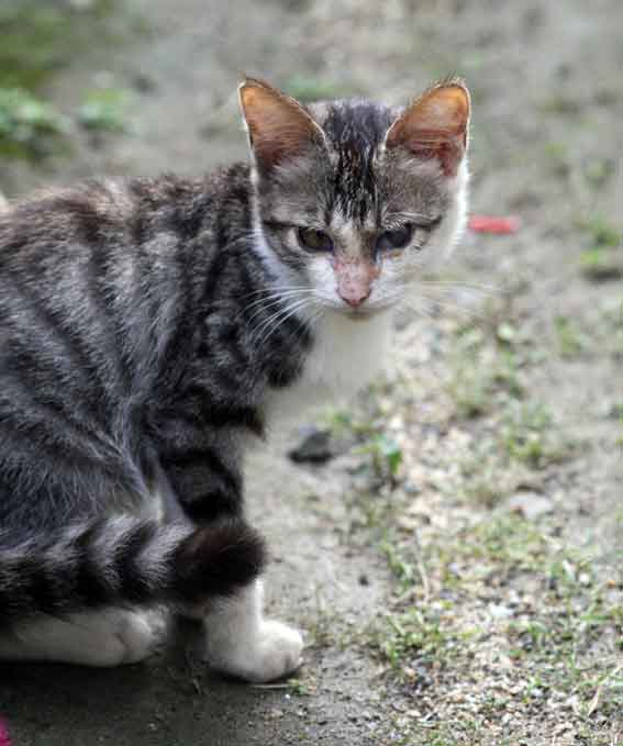 我が家のニャンコ♪2013/9/11-2